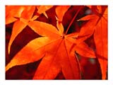 Japanese-Maple-Leaves-SM.jpg
