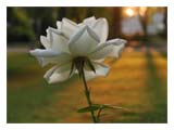 aging-rose-at-sunrise-SM.jpg