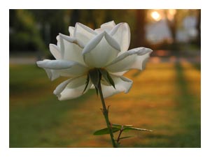 aging-rose-at-sunrise.jpg