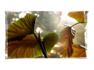 angel-wing-begonia.jpg