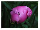 ant-on-peony-bloom-SM.jpg