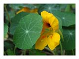 bashful-nasturtium-SM.jpg