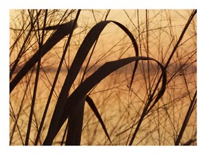 bay-grasses-sunrise.jpg