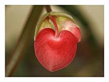 begonia-heart-bloom-SM.jpg