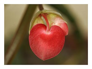 begonia-heart-bloom.jpg