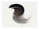 black-headed-twirly-bird-SM.jpg
