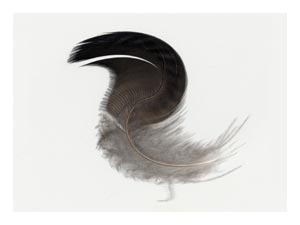 black-headed-twirly-bird.jpg