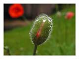 bursting-poppy-bud-SM.jpg