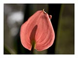 calla-lily-morning-SM.jpg