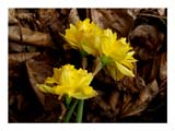 daffodils-on-brown-SM.jpg