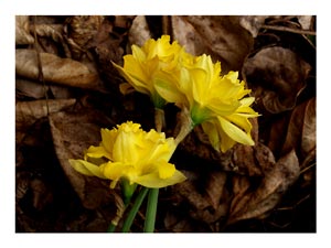 daffodils-on-brown.jpg