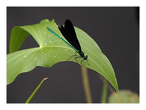 damsel-fly-on-BWCA-lily.jpg