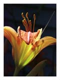 day-lily-stamen-SM.jpg