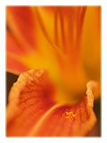 daylily-stardust-SM.jpg