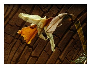 dried-daffodil-wood.jpg