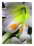 easter-lily-stamens-SM.jpg