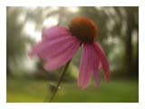 echinacea-blur-SM.jpg
