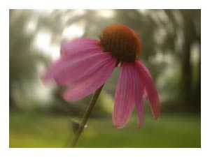echinacea-blur.jpg