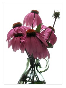 echinacea-bouquet.jpg