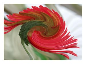 gerber-daisy-twirl.jpg