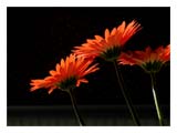 gerbera-daisy-profile-SM.jpg