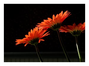 gerbera-daisy-profile.jpg