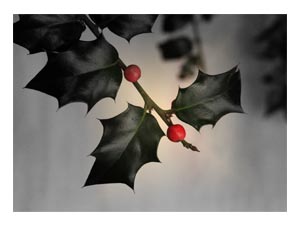 holly-berries-glow.jpg