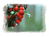 hollyberries-raindrops-SM.jpg