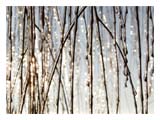 ice-covered-twigs-SM.jpg