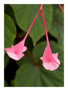 late-blooming-begonia.jpg