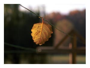 leaf-on-a-line.jpg