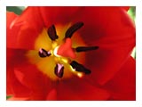looking-closely-tulip-SM.jpg