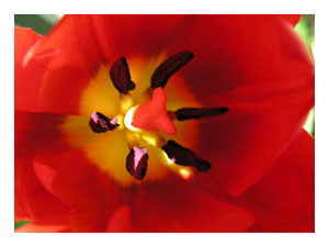 looking-closely-tulip.jpg