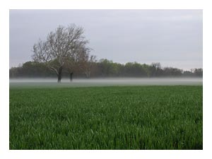 mist-manor-field.jpg