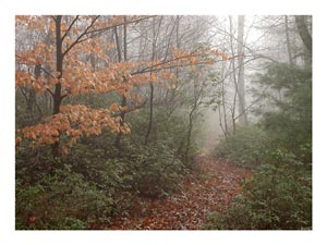 misty-trail.jpg
