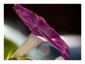 morning-glory-extraordinary.jpg