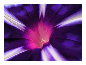 morning-glory-patterns.jpg