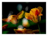 nasturtium-sun-splashes-SM.jpg