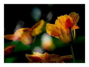 nasturtium-sun-splashes.jpg