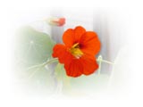 orange-nasturtium-bloom-SM.jpg