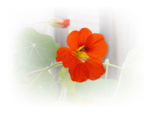 orange-nasturtium-bloom.jpg