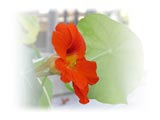 orange-nasturtium-leaf-SM.jpg