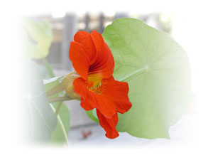 orange-nasturtium-leaf.jpg