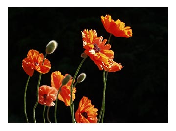 poppies-in-sunlight.jpg