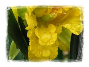 rain-on-curly-daffodil.jpg