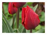 rain-on-red-tulips-SM.jpg