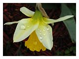 raindrops-on-daffodil-SM.jpg