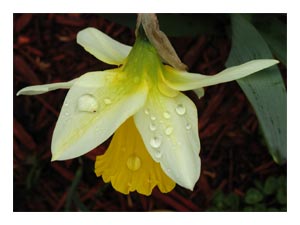 raindrops-on-daffodil.jpg