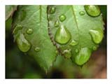 raindrops-on-rose-leaf-SM.jpg