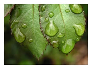 raindrops-on-rose-leaf.jpg